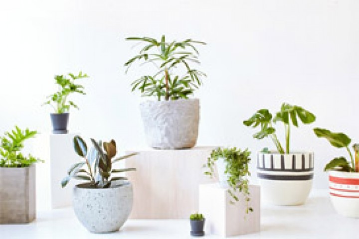 decorative designer pot in which green plants on white background 